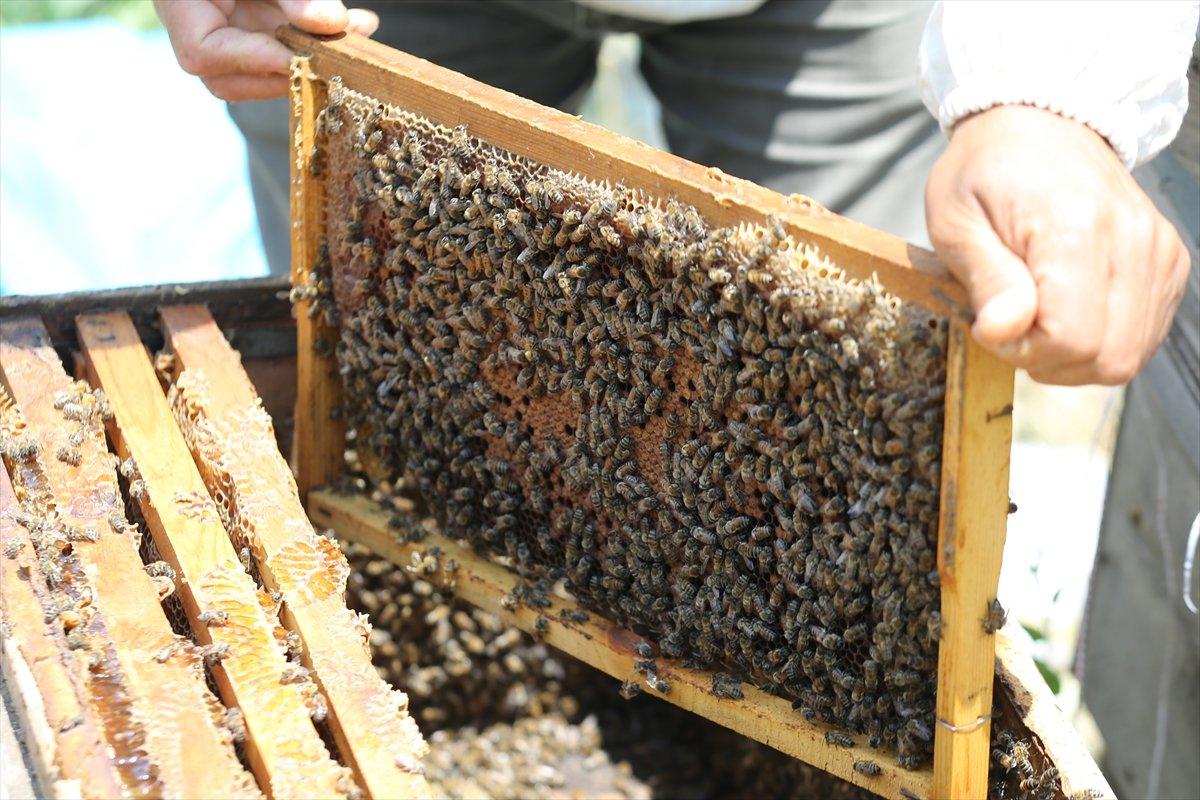 Kapadokyadaki arı üreticisi: Başka iş için para verseler gitmem