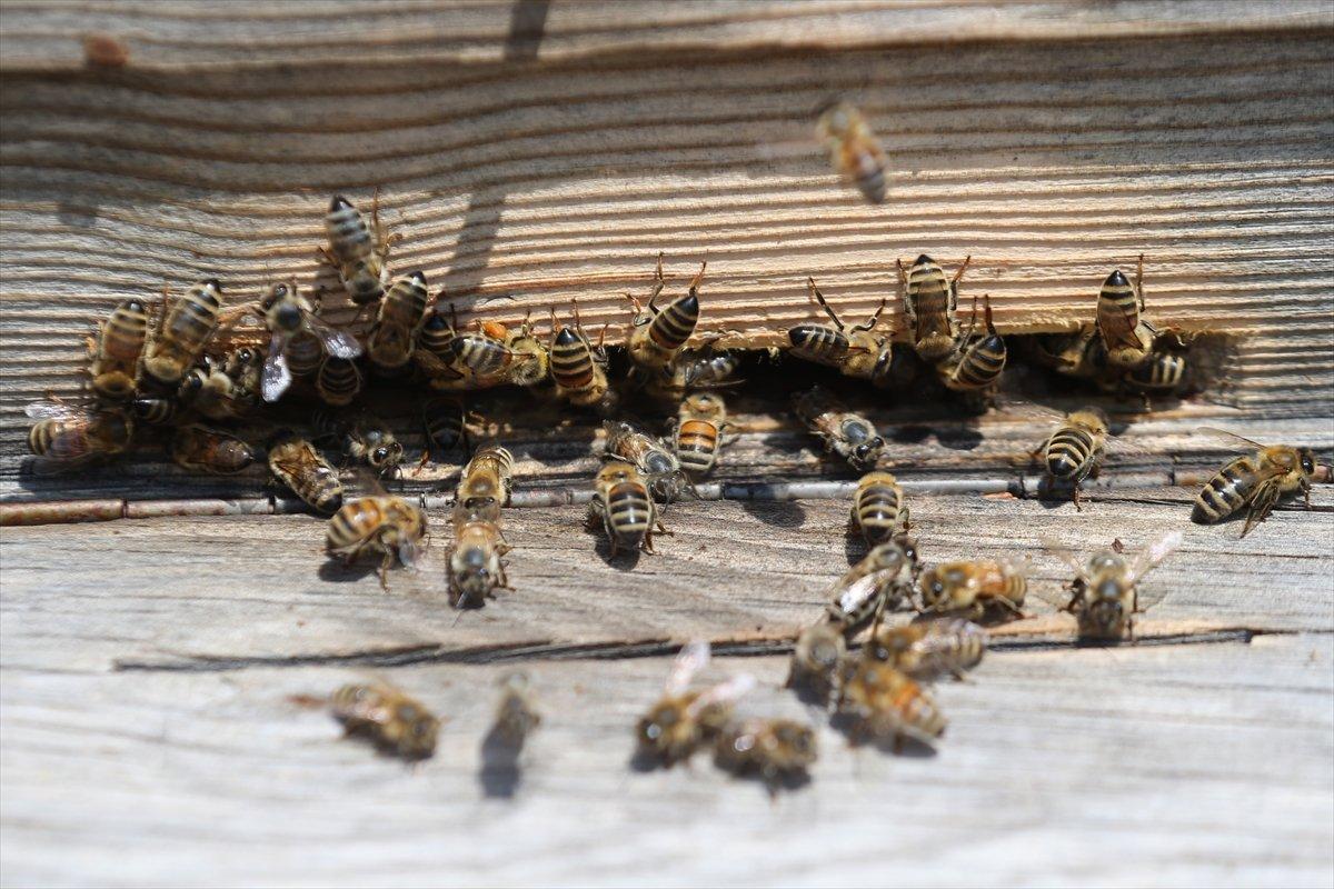 Kapadokyadaki arı üreticisi: Başka iş için para verseler gitmem