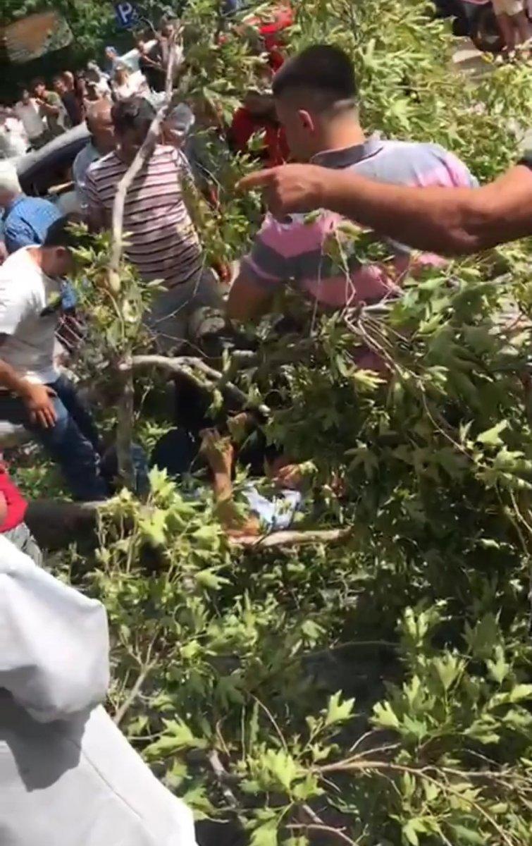 Hatay'da Musa Ağacı'nın kopan dalı 1 kişiyi hastanelik etti