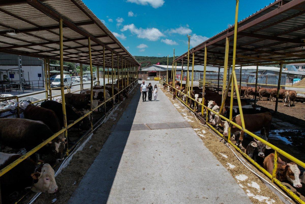 İstanbul'da kurbanlık alanlar kurulmaya başladı