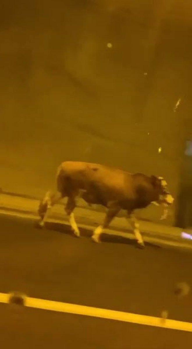 Sultangazi'de kaçan kurbanlık tünele girdi