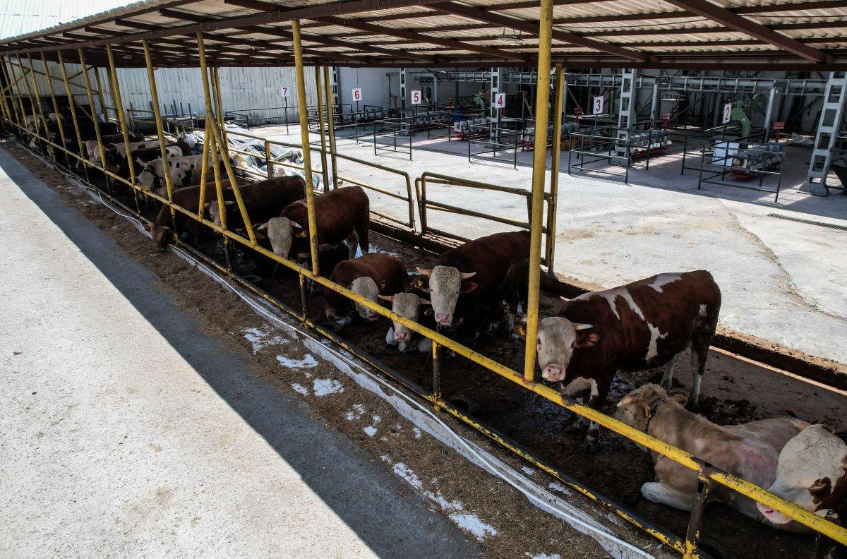 İstanbul'da kurbanlık alanlar kurulmaya başladı