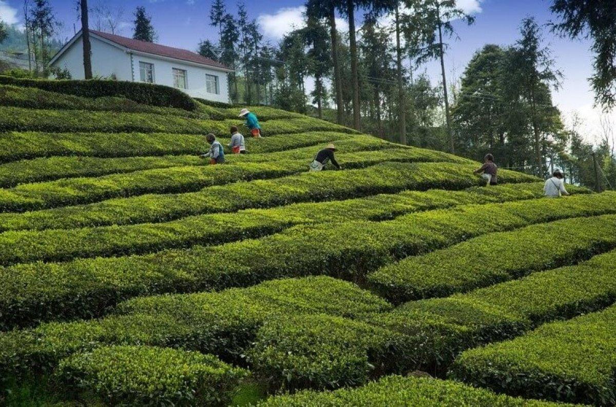 AK Parti, Çay Kanunu teklifini TBMM'ye sundu