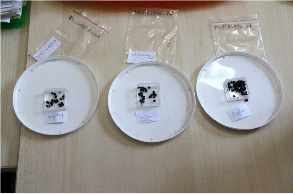 Adana'da tarihi Misis Höyüğü'nde 3 bin yıllık tohum bulundu