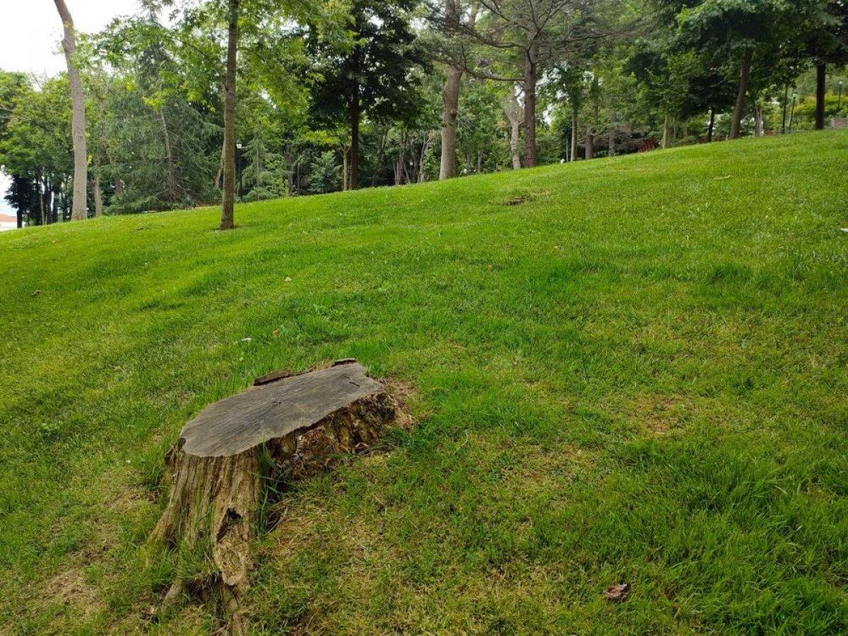 İBB'nin Emirgan'da kestiği ağaçlardan geriye bu görüntüler kaldı