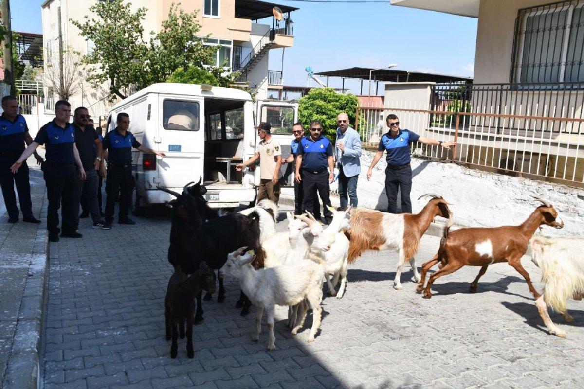 Aydın'da başıboş keçiler toplandı