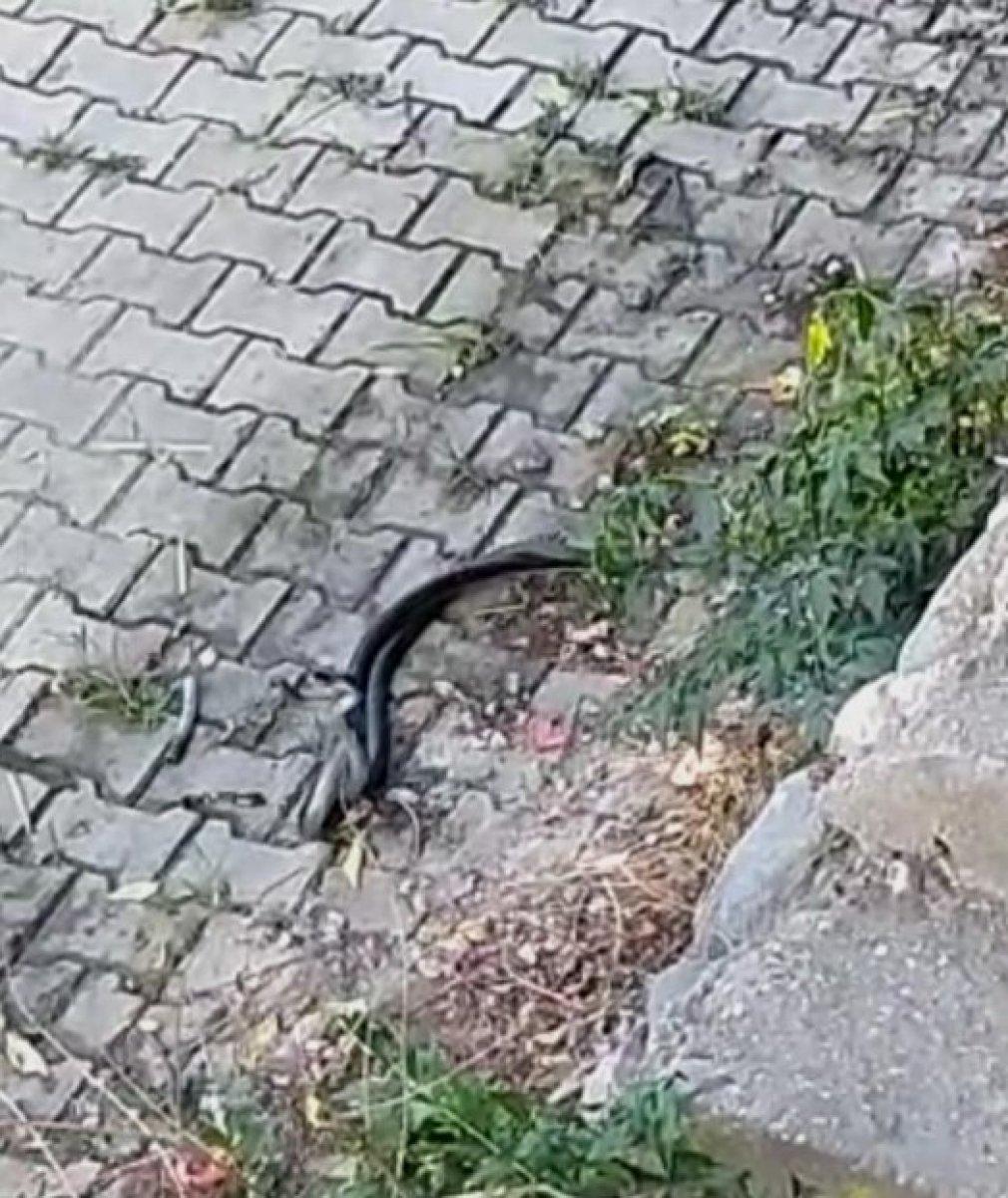 Hatay'da sokak ortasında iki yılan görüldü