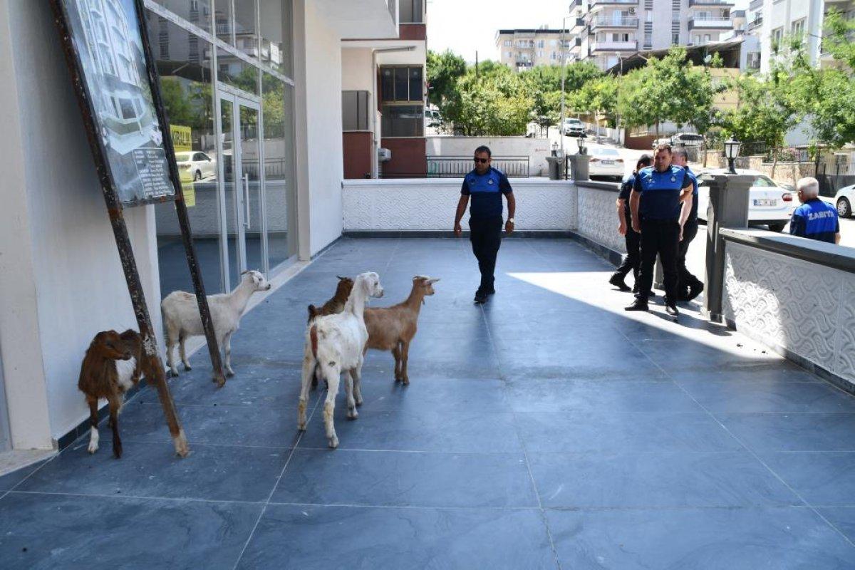 Aydın'da başıboş keçiler toplandı