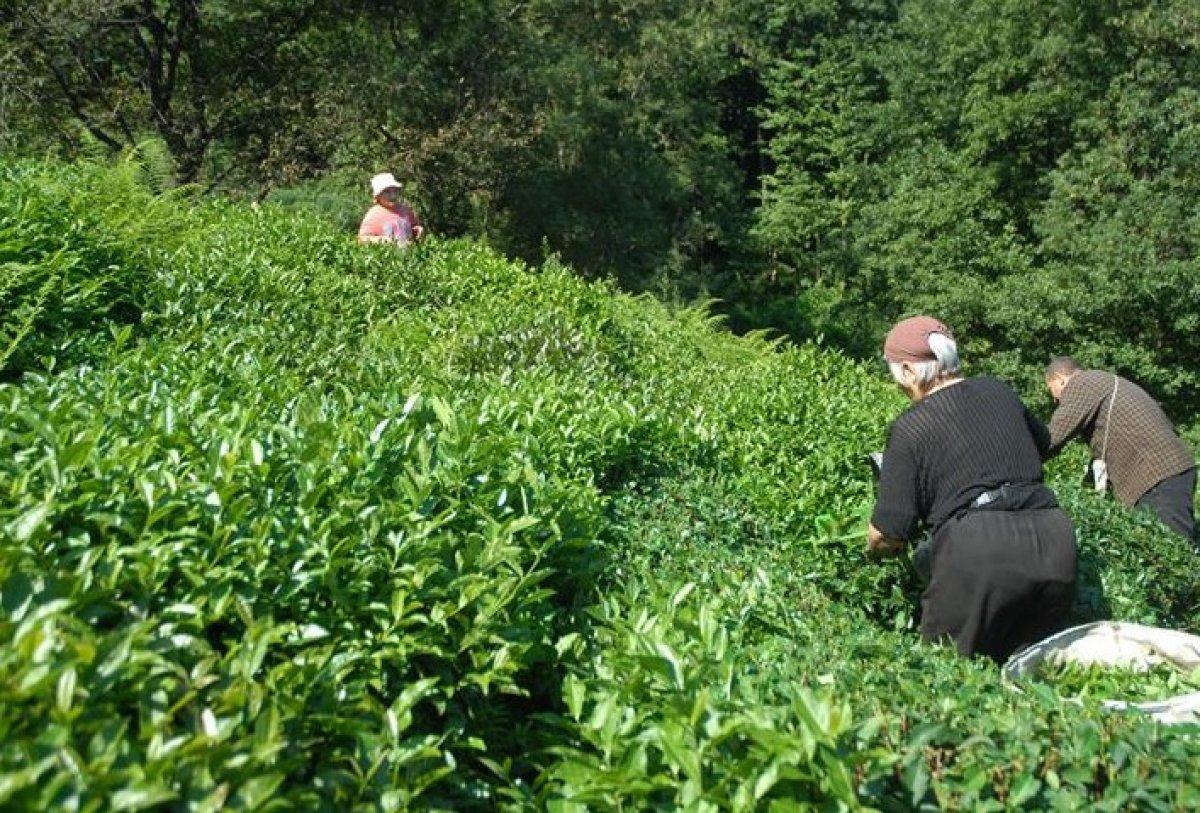 AK Parti, Çay Kanunu teklifini TBMM'ye sundu