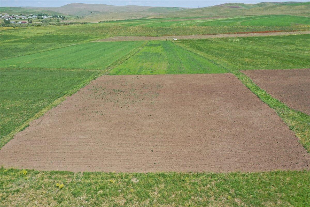 Artvinli Taner öğretmen, Ağrı'da ekilmeyen iki araziyi tarıma kazandırdı