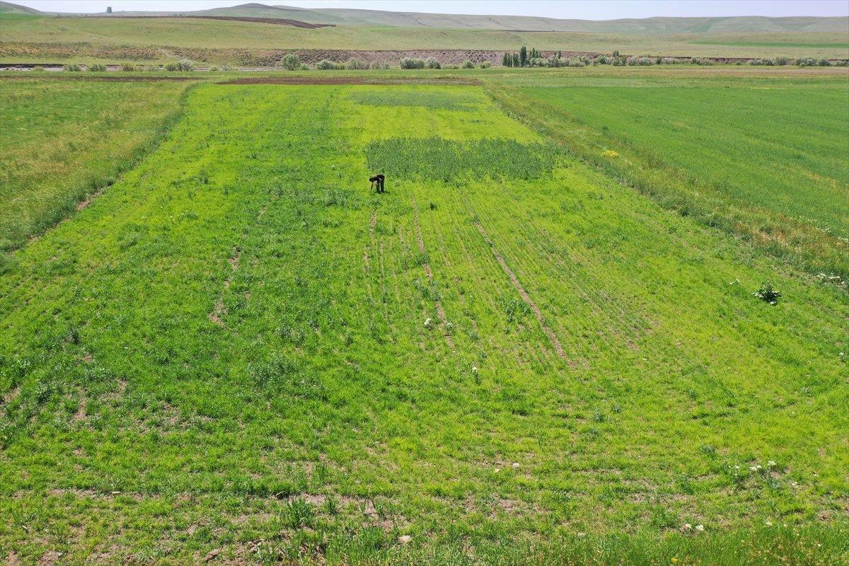 Artvinli Taner öğretmen, Ağrı'da ekilmeyen iki araziyi tarıma kazandırdı
