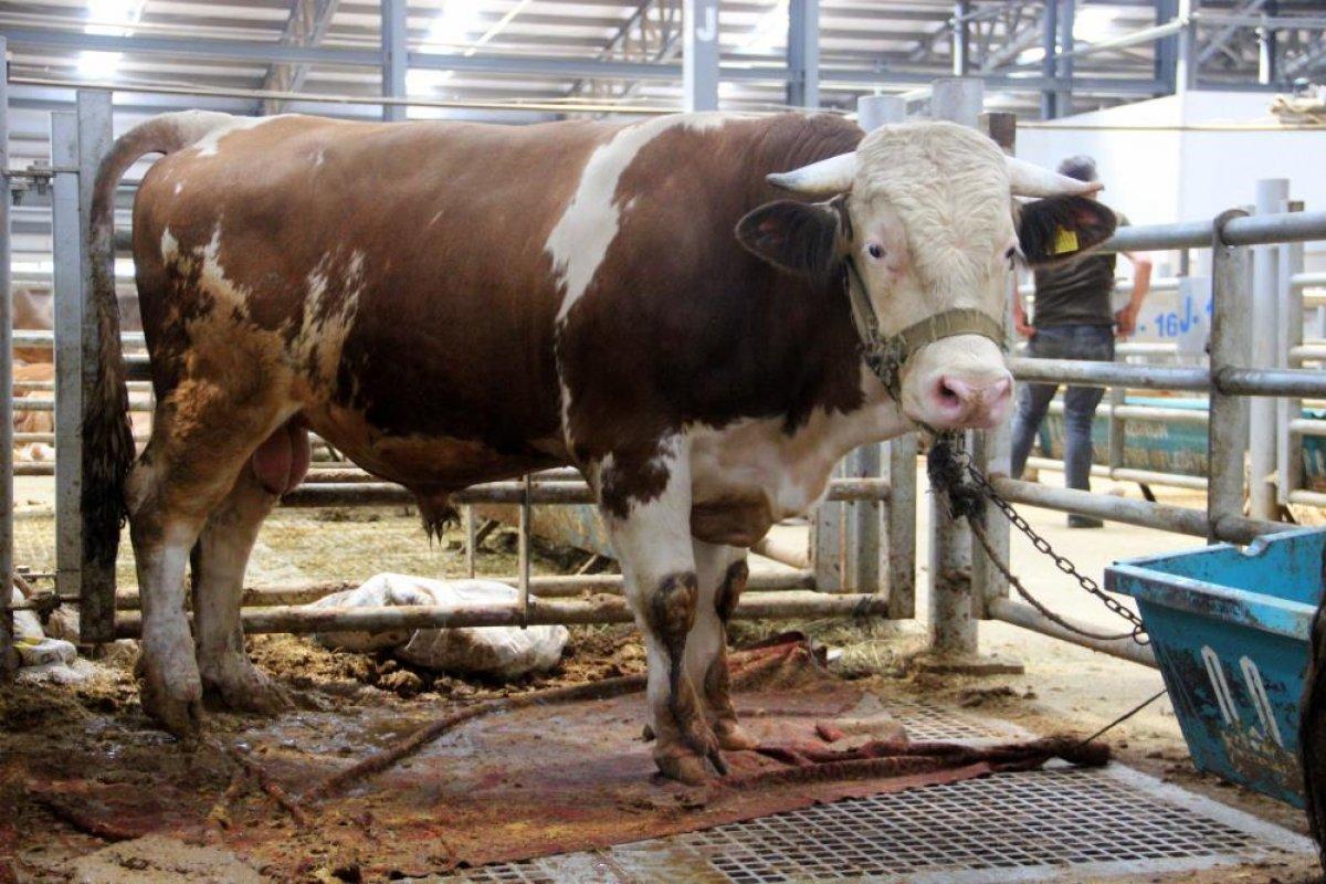 Kurban pazarlarında hareketlilik başladı