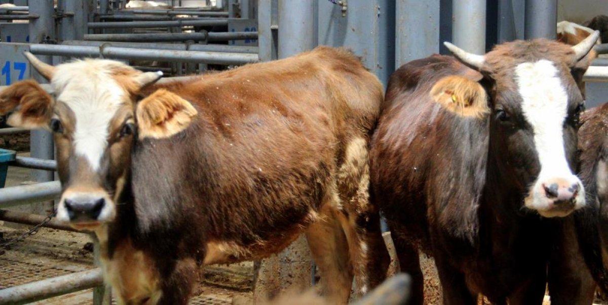 Kurban pazarlarında hareketlilik başladı