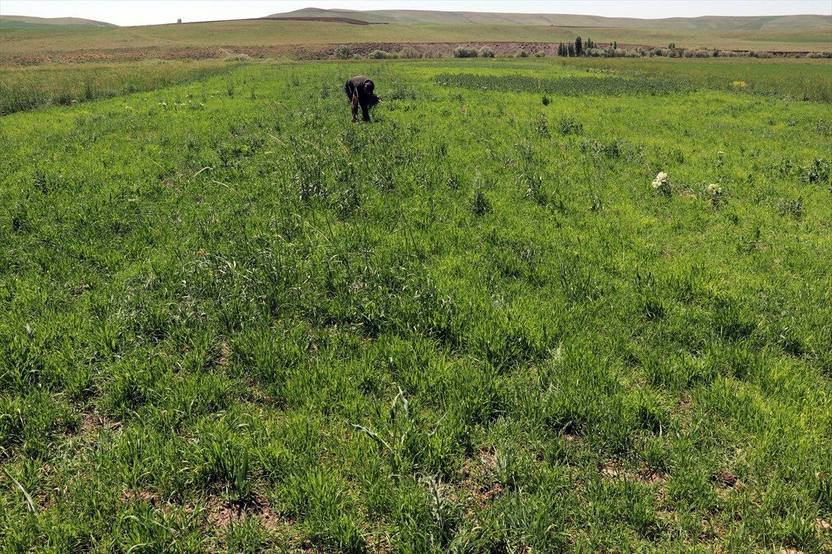 Artvinli Taner öğretmen, Ağrı'da ekilmeyen iki araziyi tarıma kazandırdı