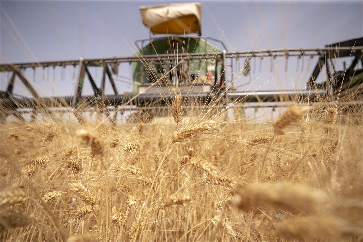 Tahıl krizi için İstanbul'da 4'lü zirve