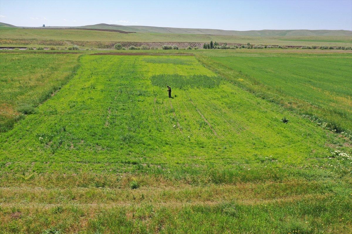 Artvinli Taner öğretmen, Ağrı'da ekilmeyen iki araziyi tarıma kazandırdı