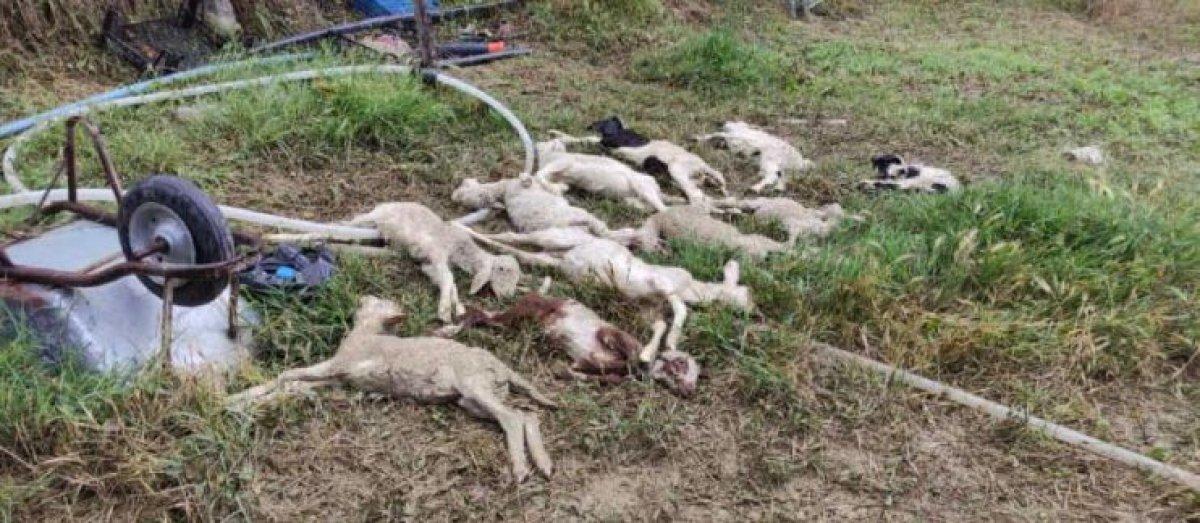 Ankara sel meydana geldi, hayvanlar telef oldu