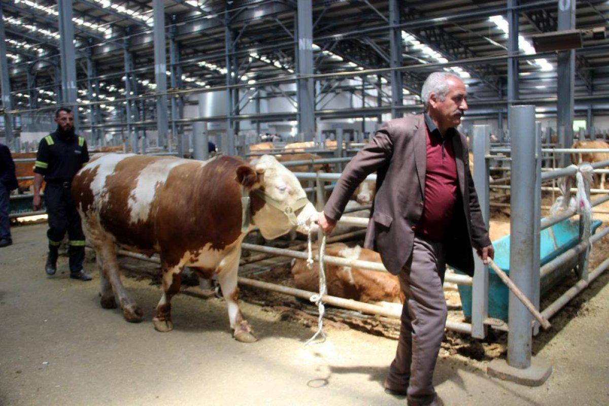 Kurban pazarlarında hareketlilik başladı