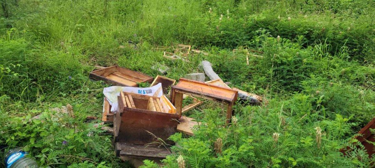 Kastamonu'da ayılar gündüz vakti yerleşim yerlerine inmeye başladı
