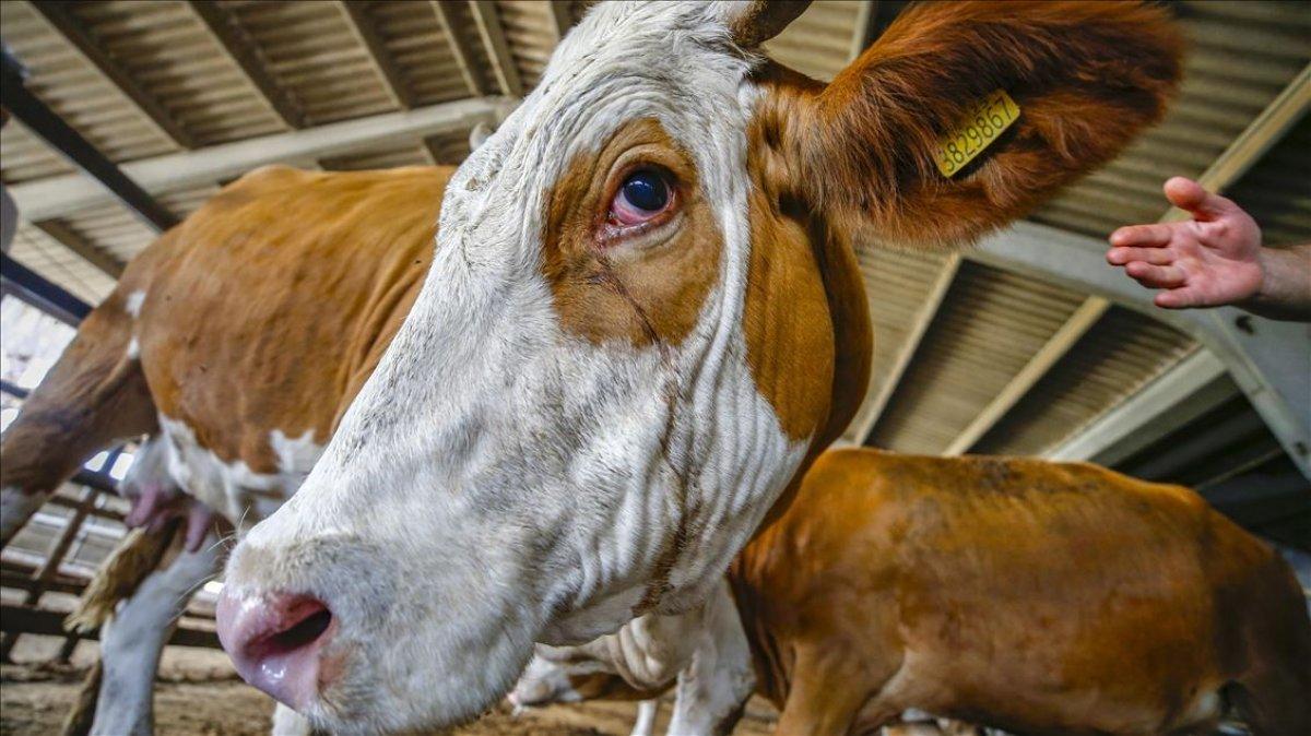 Kurban ibadeti ile ilgili dikkat edilmesi gerekenler