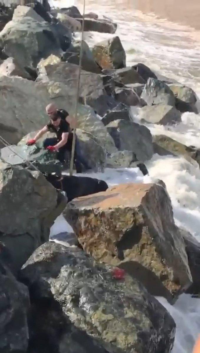 Rize'de kurbanlık boğa denize düştü, vinçle kurtarıldı