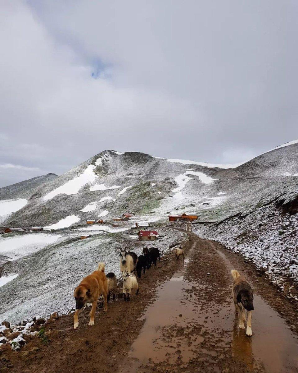 Rize'de Tahpur Yaylası beyaza büründü