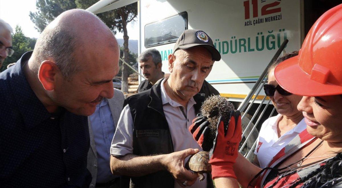 Marmaris'teki yangından kaçan kaplumbağaya hayvanseverler yardım etti