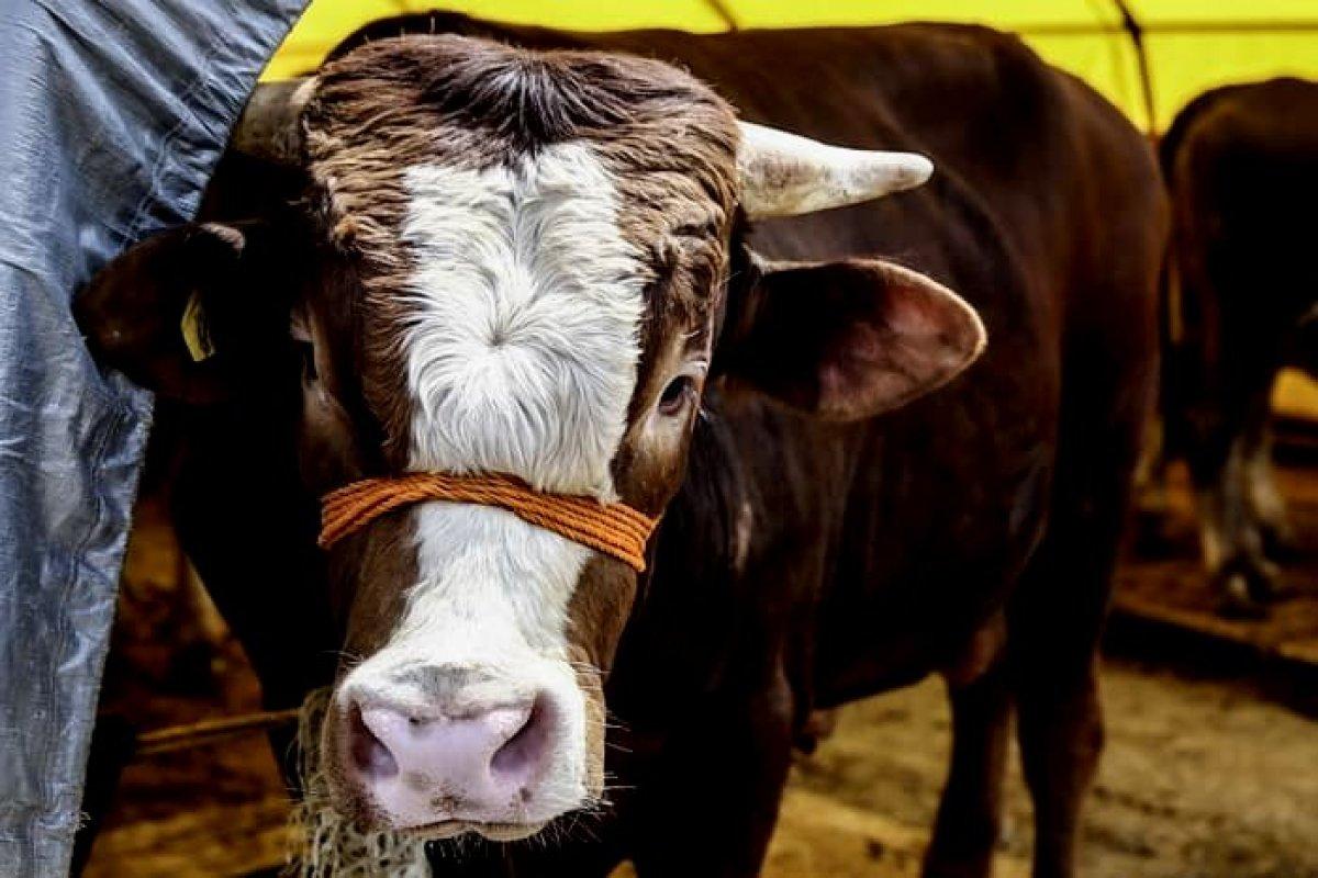 Kurban ibadeti ile ilgili dikkat edilmesi gerekenler