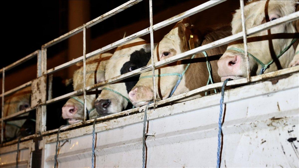 Kurban ibadeti ile ilgili dikkat edilmesi gerekenler