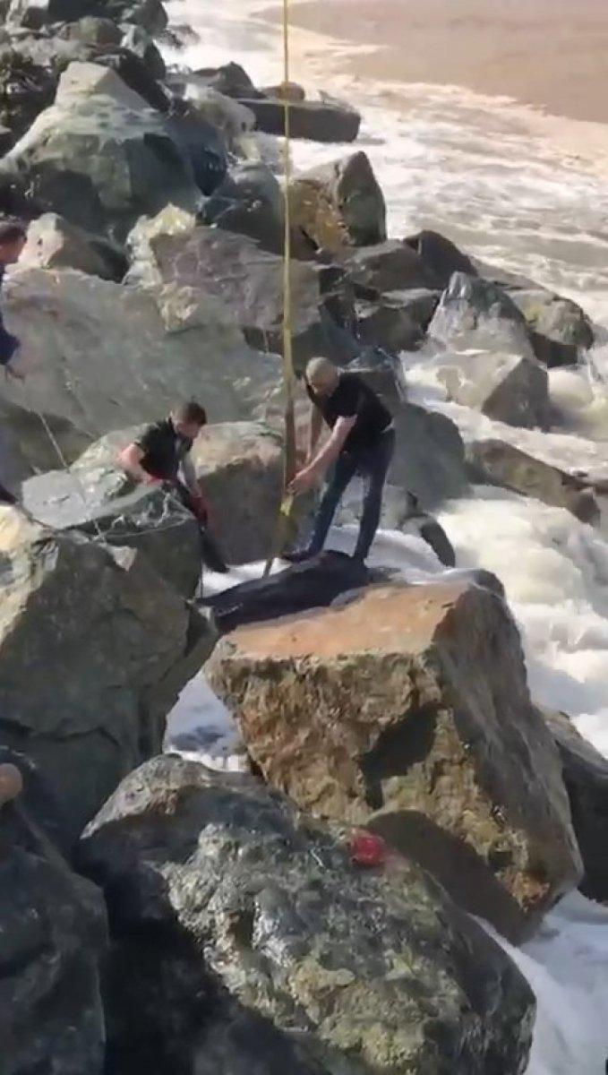 Rize'de kurbanlık boğa denize düştü, vinçle kurtarıldı