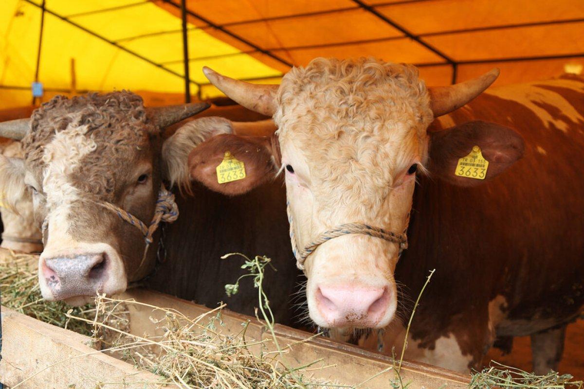 Kurban ibadeti ile ilgili dikkat edilmesi gerekenler