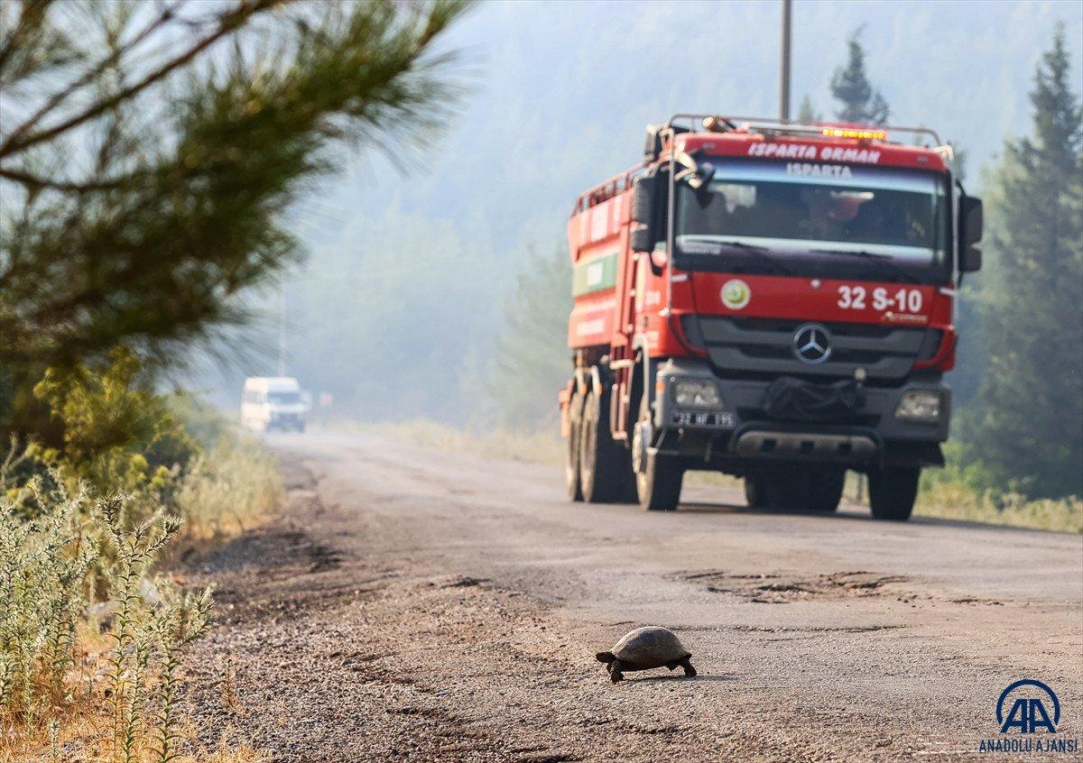 Marmaris'teki yangından kaçan kaplumbağaya hayvanseverler yardım etti