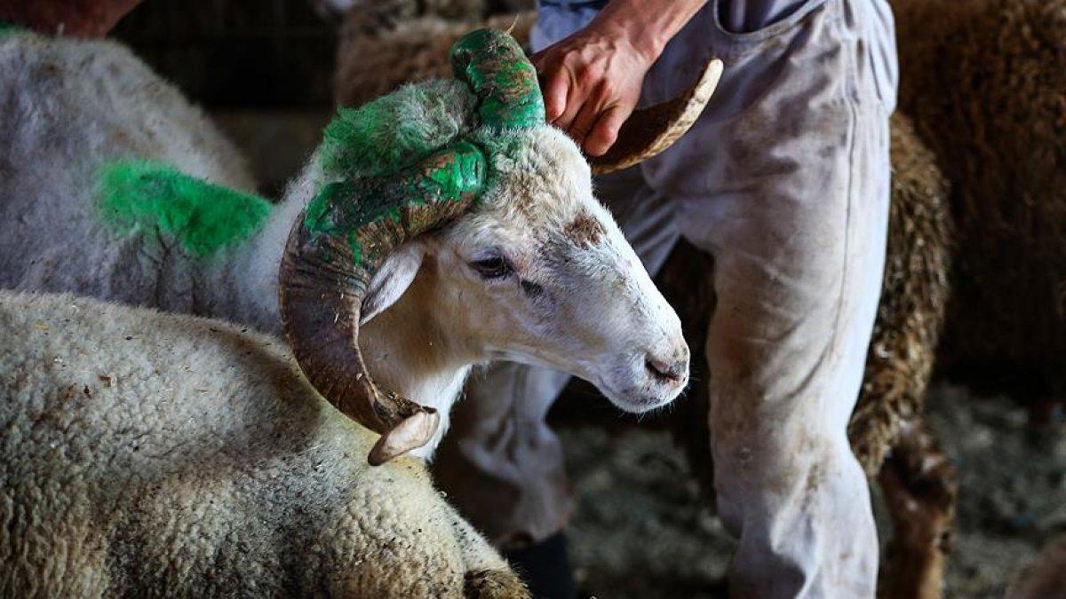 Kurban ibadeti ile ilgili dikkat edilmesi gerekenler
