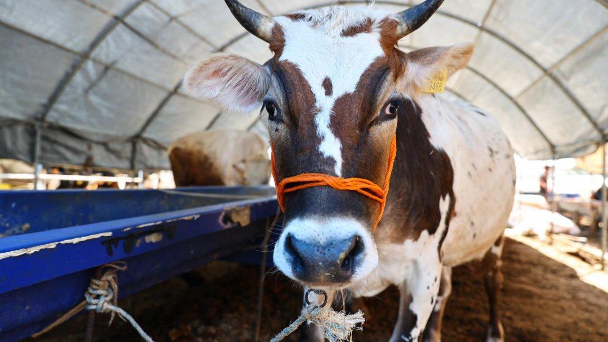 Kurban ibadeti ile ilgili dikkat edilmesi gerekenler