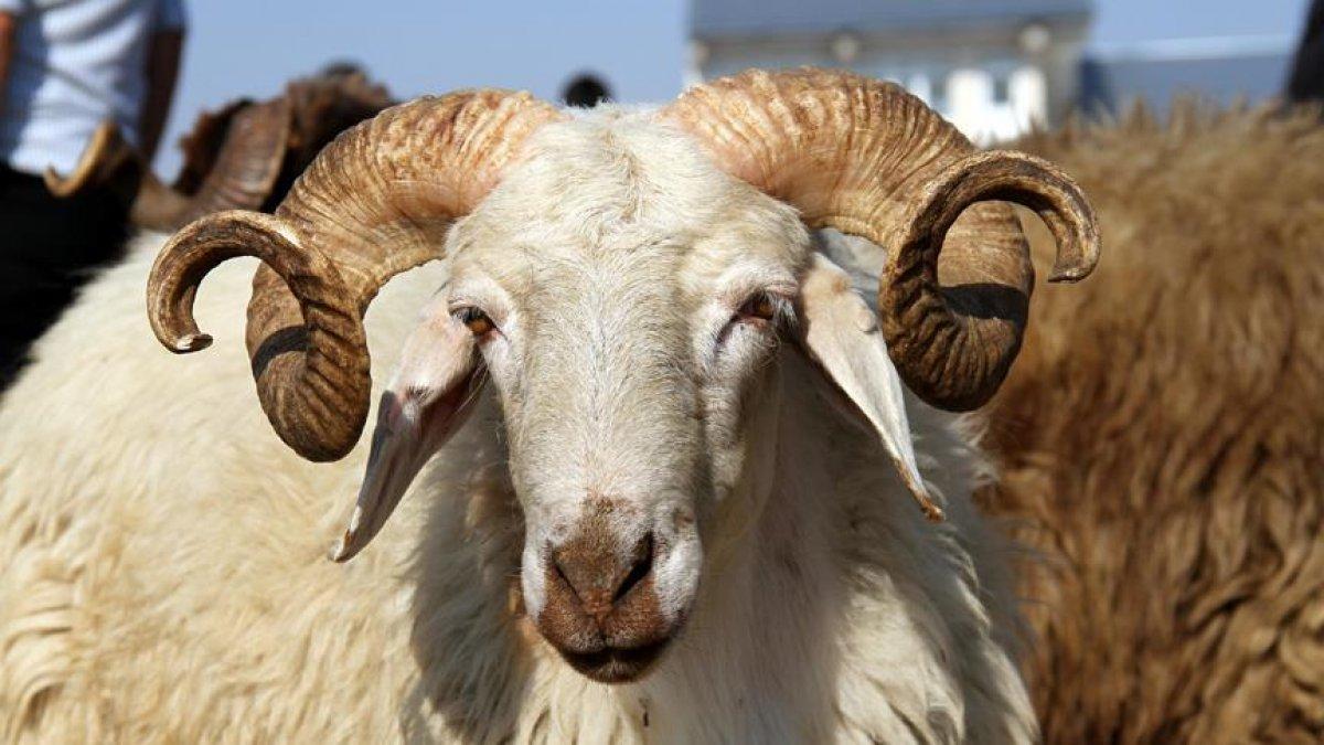 Kurban ibadeti ile ilgili dikkat edilmesi gerekenler