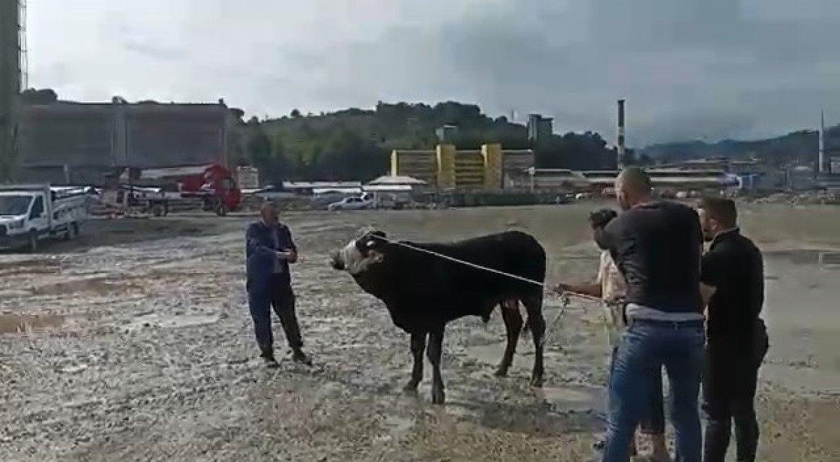 Rize'de kurbanlık boğa denize düştü, vinçle kurtarıldı