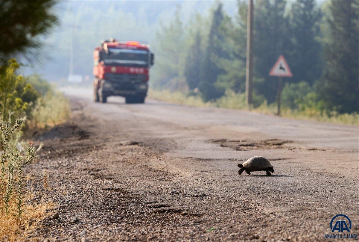 Marmaris'teki yangından kaçan kaplumbağaya hayvanseverler yardım etti