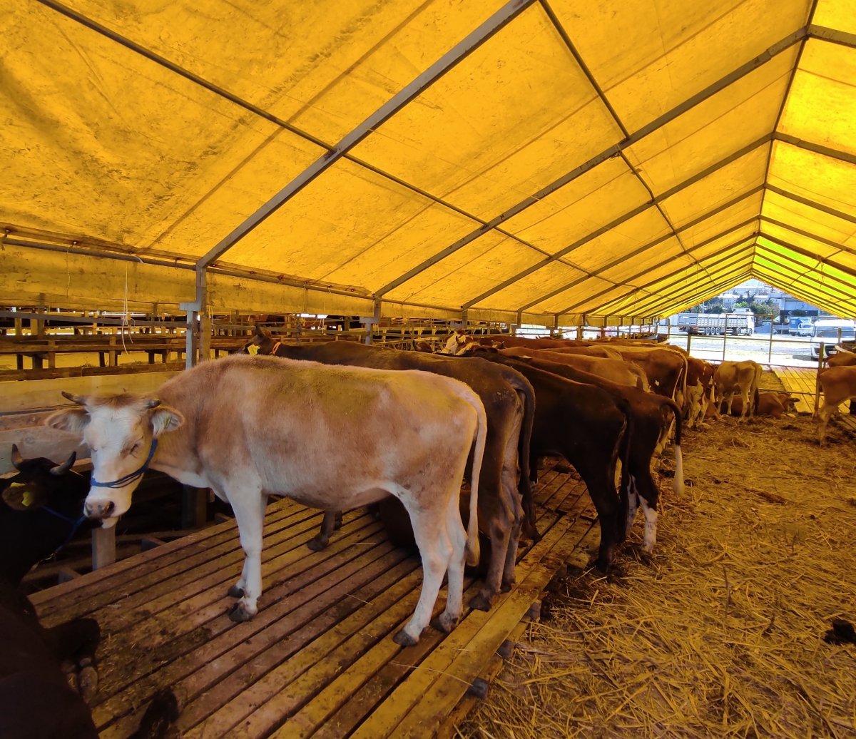 İstanbul'da kurbanlık pazarlıkları başladı
