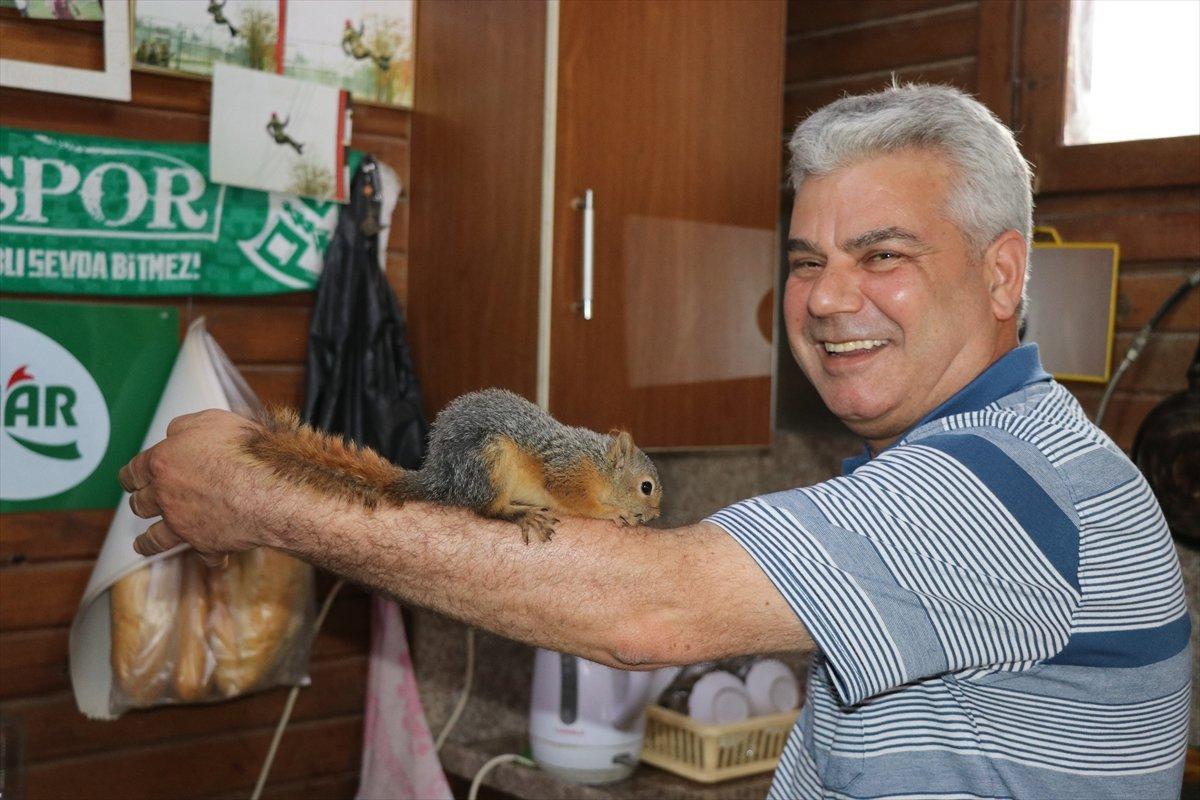 Adana'da bitkin halde bulup beslediği sincap, çay ocağının neşesi oldu