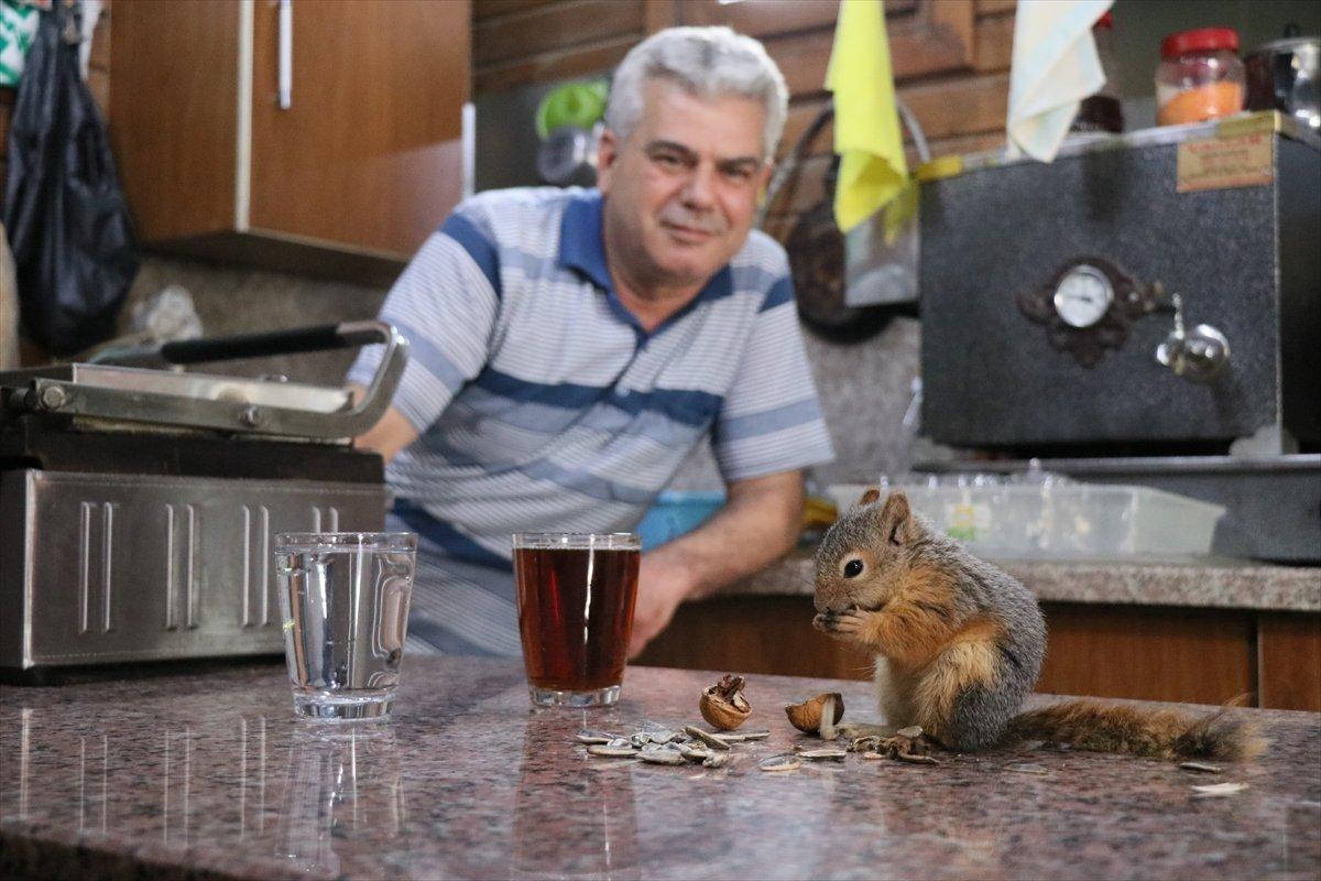 Adana'da bitkin halde bulup beslediği sincap, çay ocağının neşesi oldu