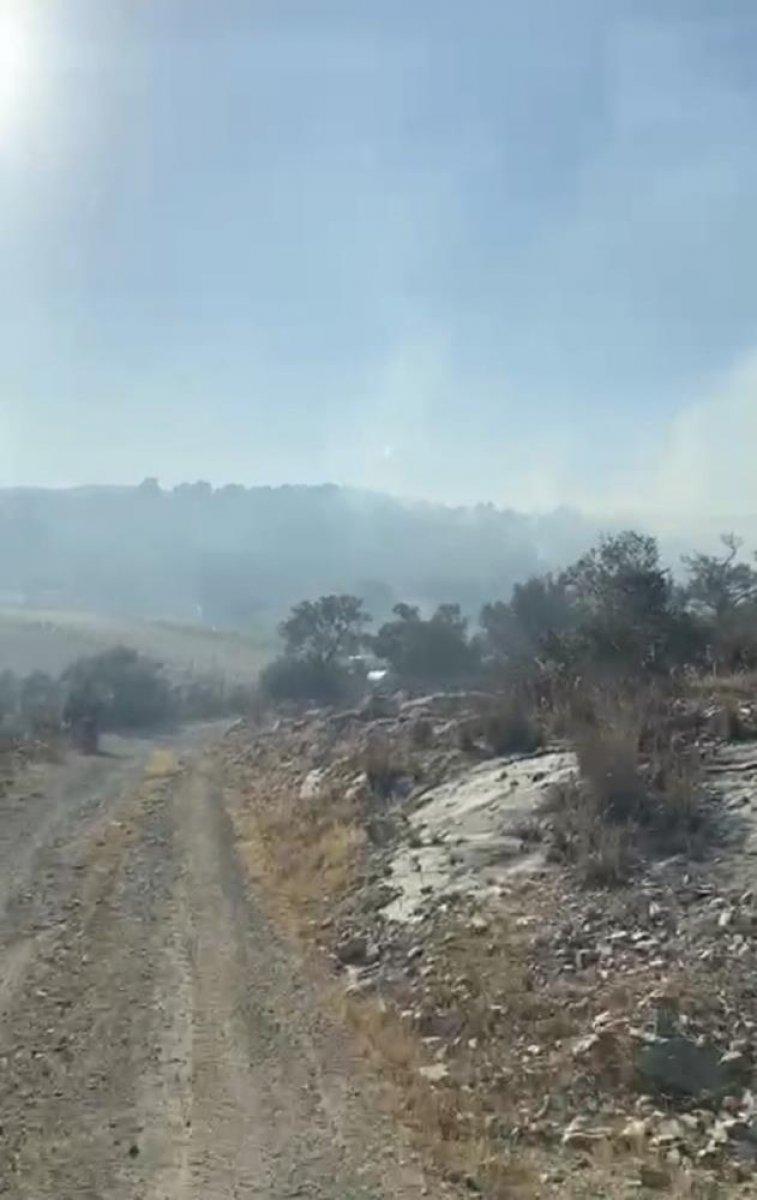 Muğla'da 50 dönüm zeytinlik alan yangında zarar gördü