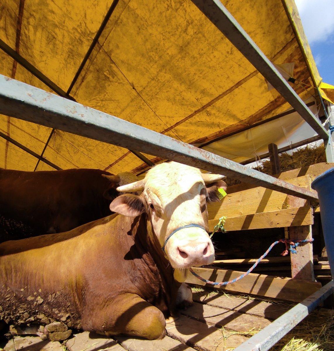 İstanbul'da kurbanlık pazarlıkları başladı