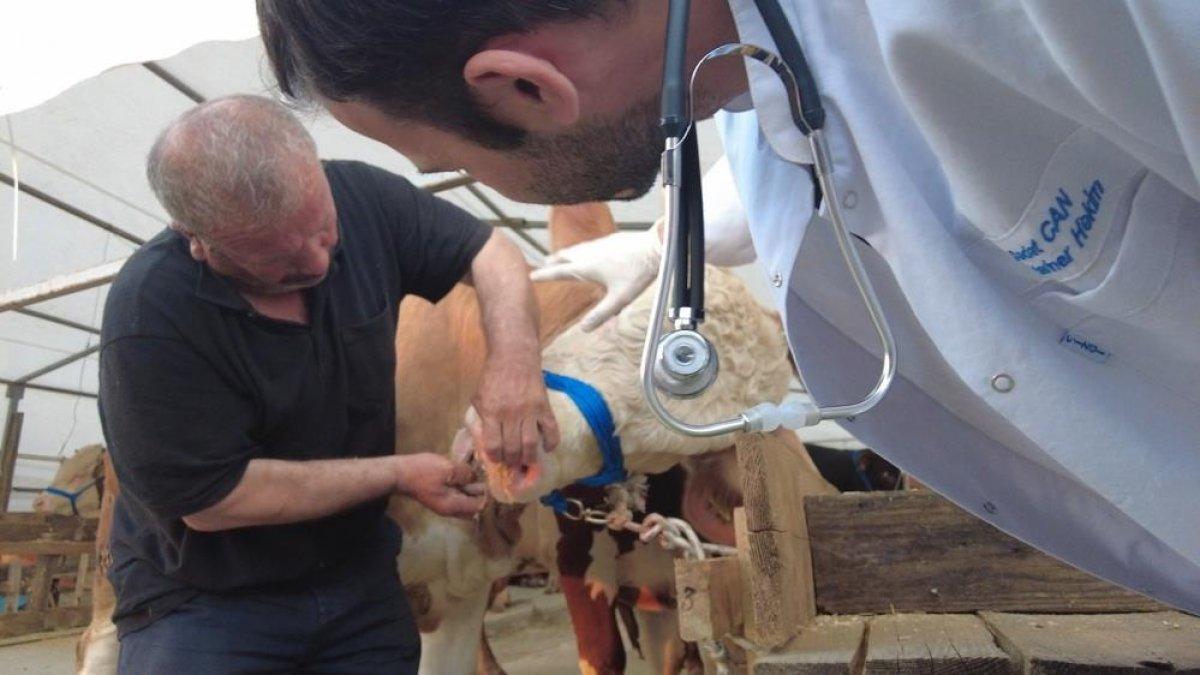 İlk kurbanlıklar İstanbul'a geldi