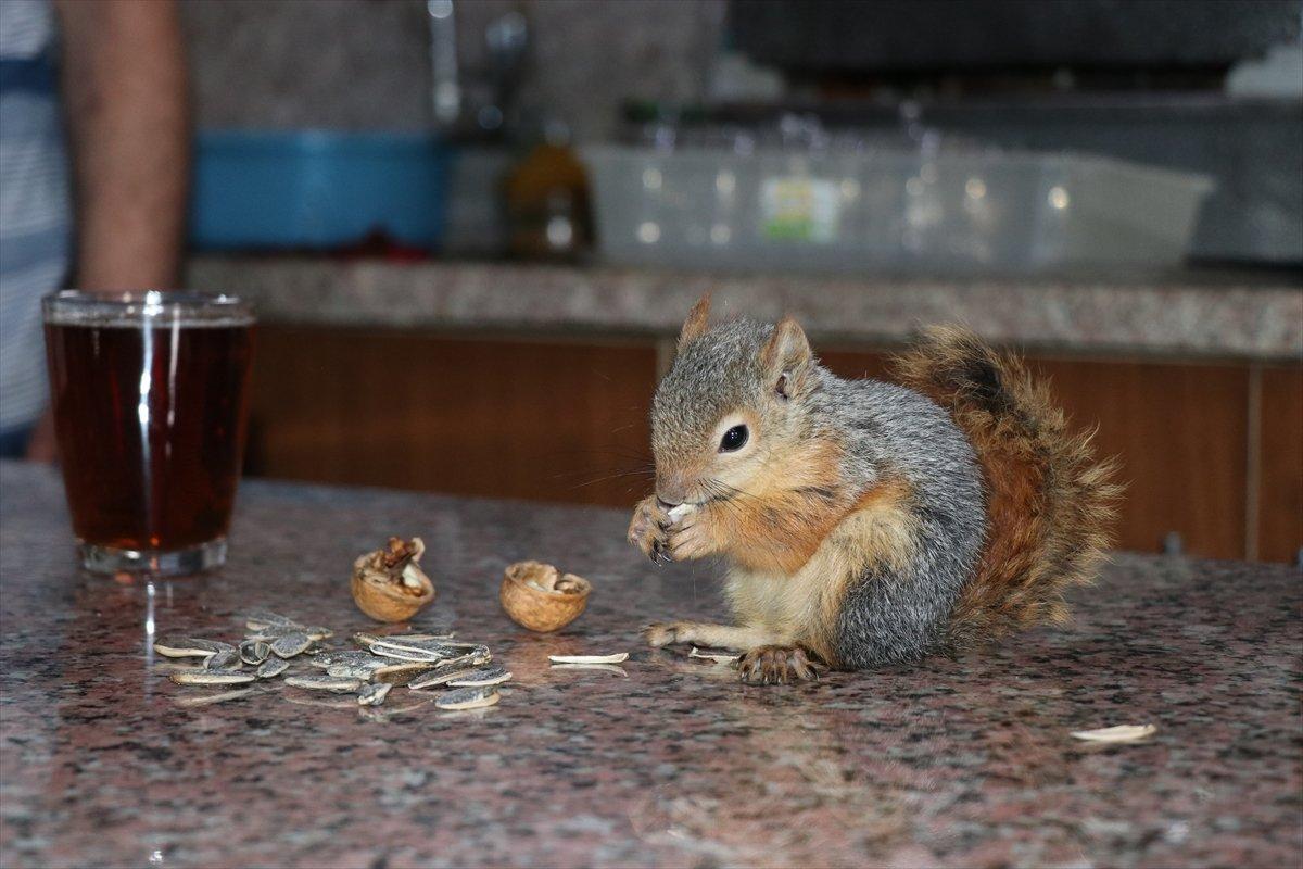 Adana'da bitkin halde bulup beslediği sincap, çay ocağının neşesi oldu