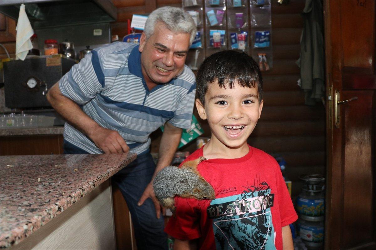 Adana'da bitkin halde bulup beslediği sincap, çay ocağının neşesi oldu