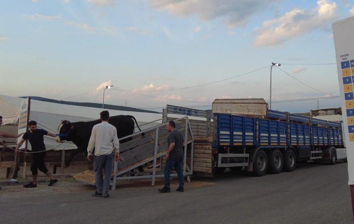 İlk kurbanlıklar İstanbul'a geldi