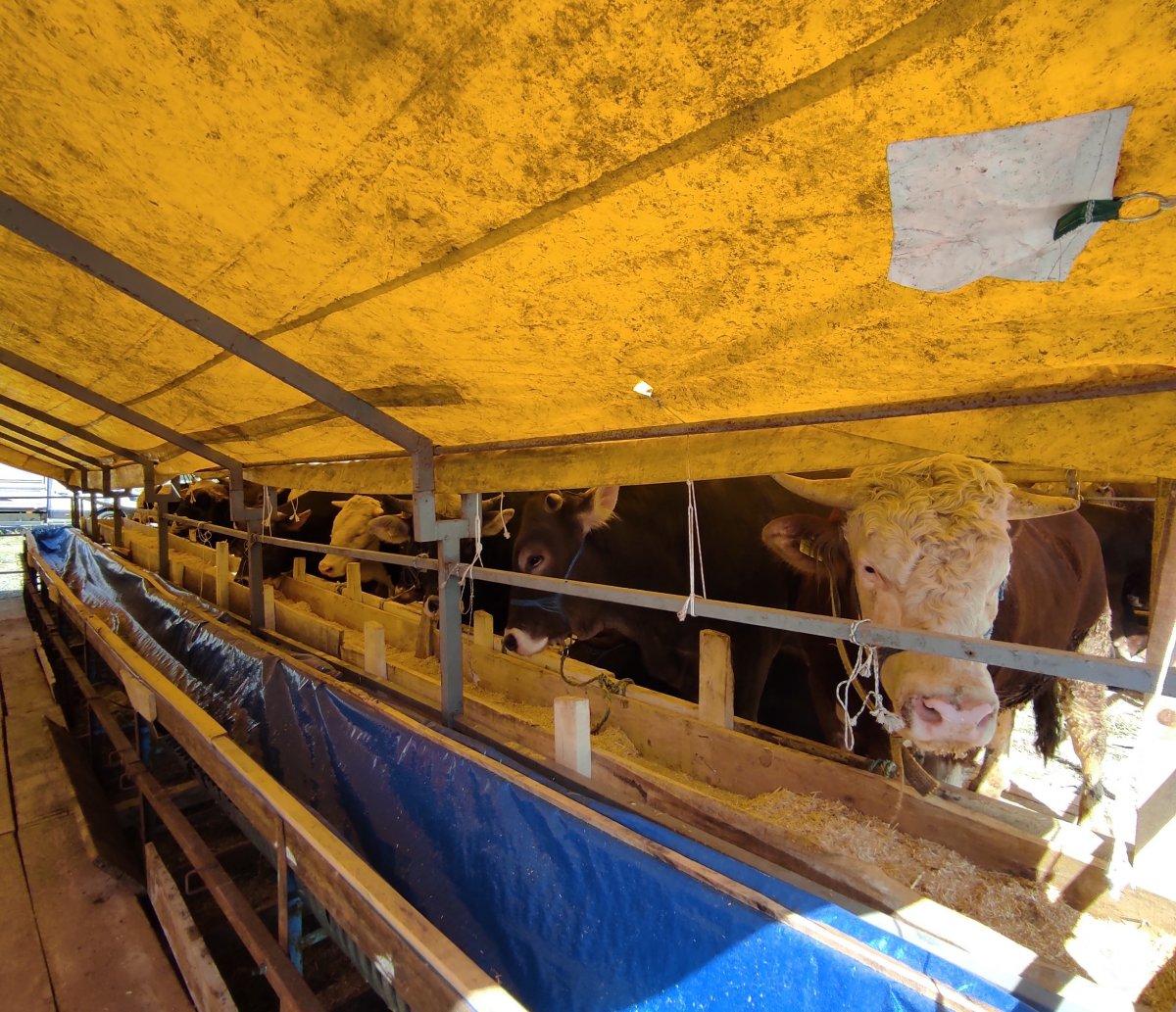 İstanbul'da kurbanlık pazarlıkları başladı