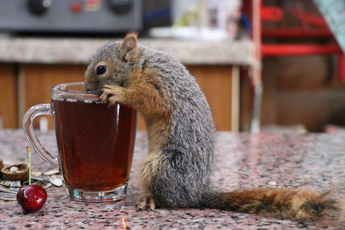 Adana'da bitkin halde bulup beslediği sincap, çay ocağının neşesi oldu