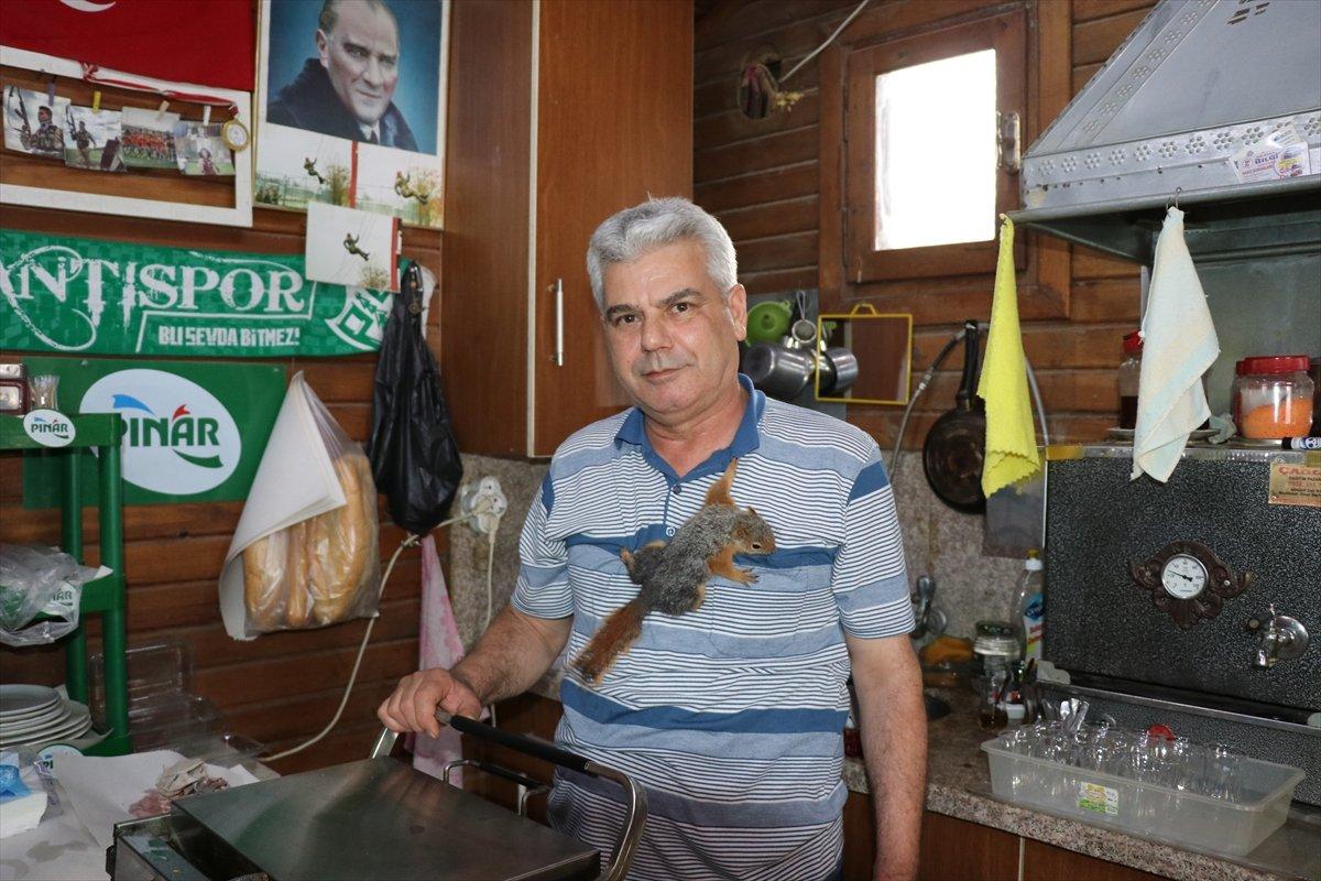 Adana'da bitkin halde bulup beslediği sincap, çay ocağının neşesi oldu