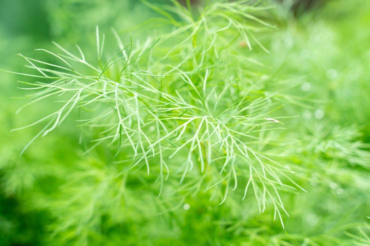 Evde yetiştirebileceğiniz 7 şifalı bitki